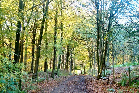 Hollybank Wood near Hampsthwaite
