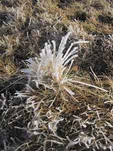 Frozen grass in January on Mynydd Mawr