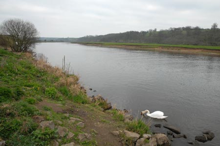 The River Trent near Hoveringham