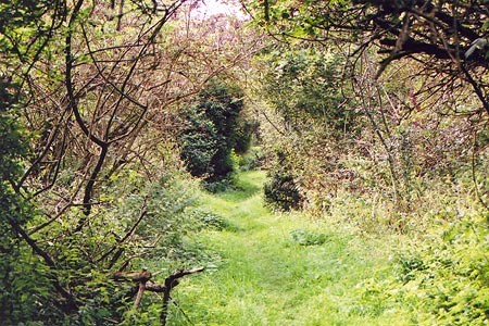 The Oxfordshire Way near Pyrton