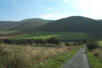 Cheviots from south of Kirk Yetholm village