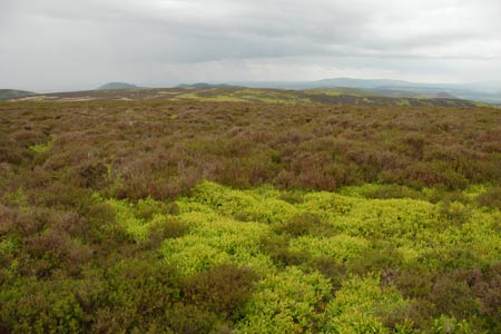 Heather and bilberries galore on the Long Mynd