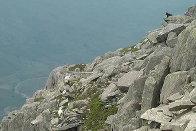 Tryfan's most sure-footed visitors are its Feral Goats