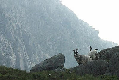 Feral goats below Bwlch Tryfan