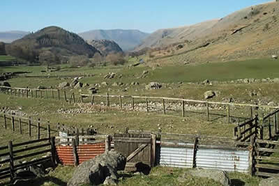 Sheepfold at Swirls with Great How & Blencathra