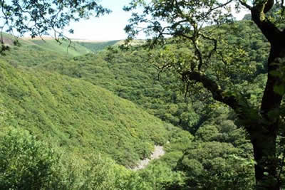 Woodland above the river near Watersmeet