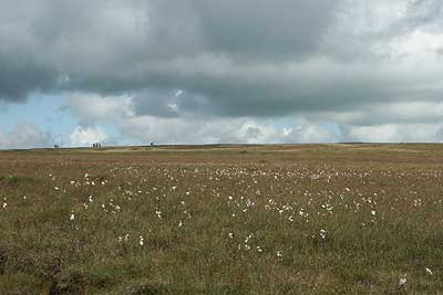 Cottongrass and walkers on the plateau of Pendle Hill