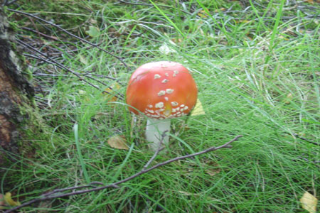 Fly Agaric are common, Bienn Eighe Nature Reserve