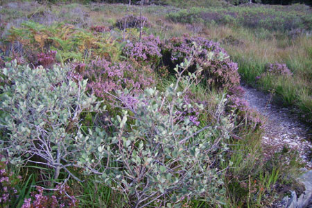 Late summer is a good time for purple heather, Scotland