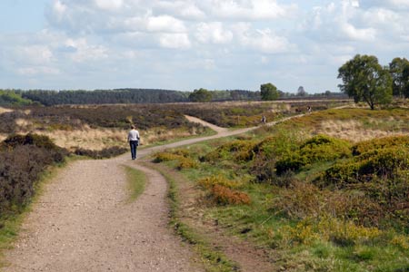 Cannock Chase has some areas free from conifer plantations