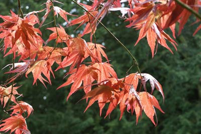 Vivid leaf colour, National Arboretum, Westonbirt