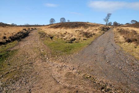 Typical open heathland of Cannock Chase