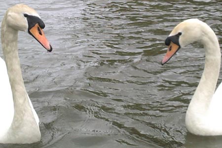 Swans on the River Thames at Windsor