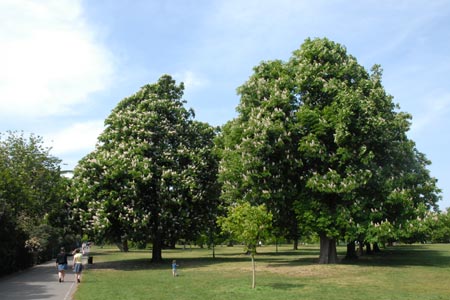 Greenwich Park has many pleasant tree lined paths 