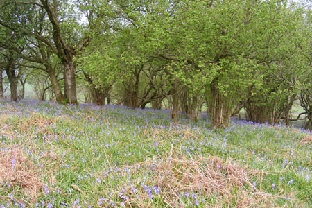 Bluebells in Oxenber Wood