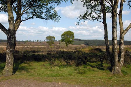 View from the Heart of England Way on Cannock Chase