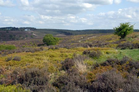 Cannock Chase above the Sherbrook Valley