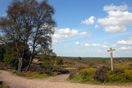 The Staffordshire Way on Cannock Chase