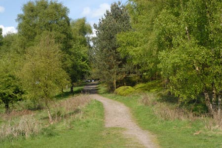 Maturing deciduous woodland on Cannock Chase