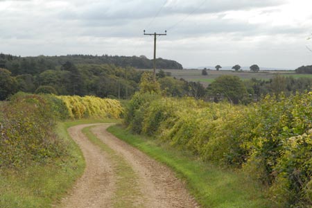 Quiet track near Payne's Farm