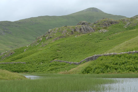 Alcock Tarn with Great Rigg in the background
