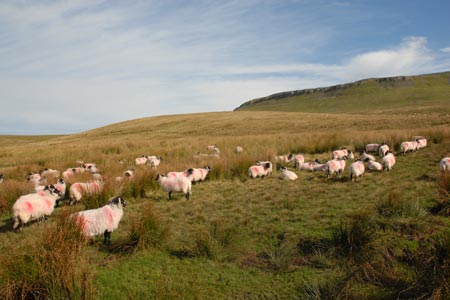 Sheep grazing on the slopes of Pen-y-ghent