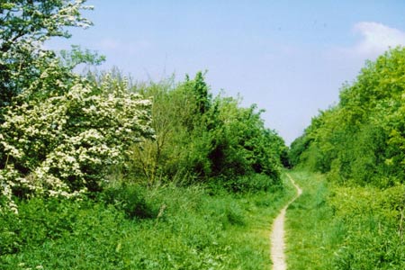 The green lane from Clothall
