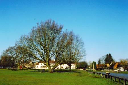 Grandad's walk - Chipperfield Common