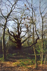 Grandad's walk - woods near Chipperfield Common