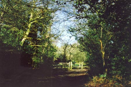 Grandad's walk - green lane near Chipperfield