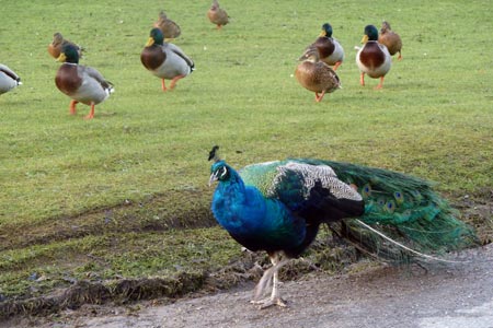 Newstead Abbey - strutting peacocks
