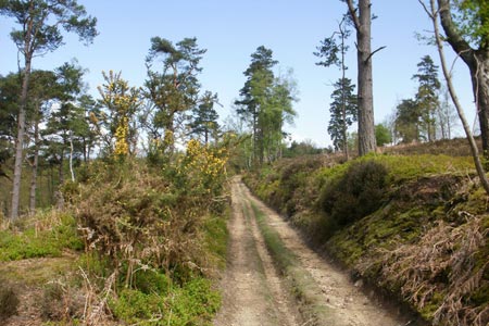 Greensand Way, near Gibbet Hill