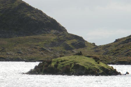 Island on Llyn yr Adar, 