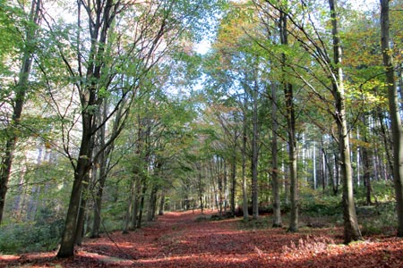 Autumn colours in Weedonhill Wood