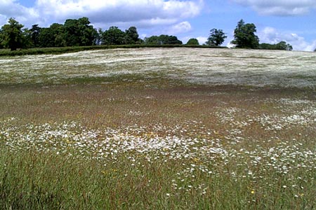 Field of flowers next to New Road

