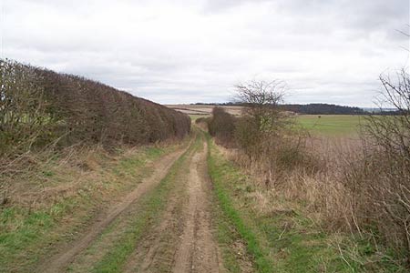 Path north on Icknield Way to Therfield Common