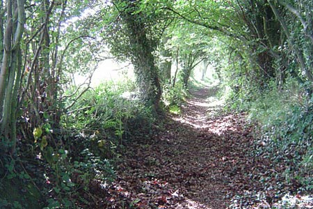 Enclosed path leading to Bodenham Arboretum