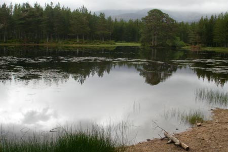 Lochan nan Geadas in the Rothiemurchus Forest