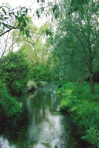 River Colne - between Wall Hall and Munden House estates