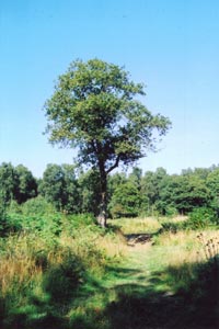 An open glade in� Bricket Wood