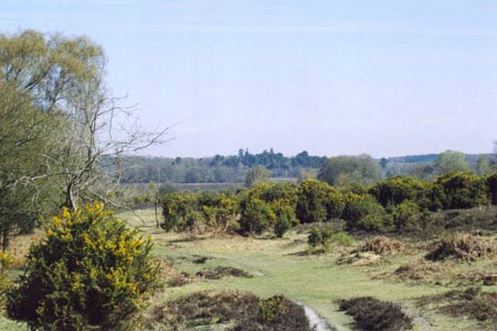 White Moor near Lyndhurst