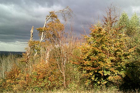 Autumn colours at Lodge Hill, Surrey