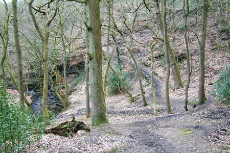 Paths alongside Naden Brook
