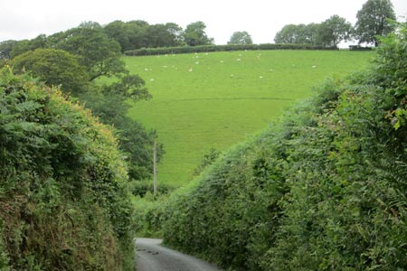 Meavy Lane - a narrow country lane with high hedges.