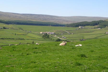 Pastures above Wearhead
