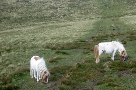 Wild ponies on the Moel Eilio horseshoe
