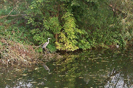 A heron by the waters edge, close to the M25 flyover