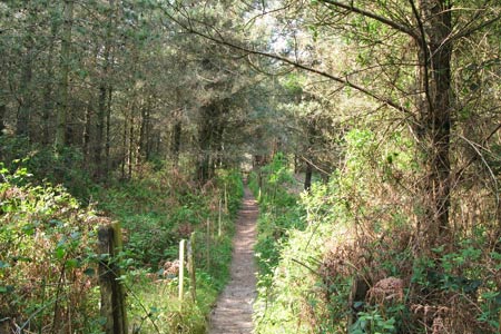Woodland path between Silver Bay and Rhoscolyn village