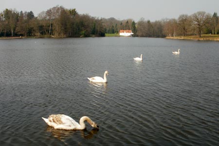 Swans on the lake at Virginia Water
