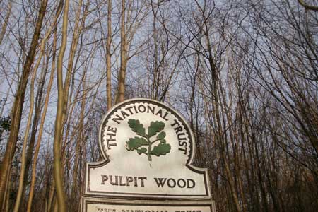 Pulpit Wood on the Icknield Way
